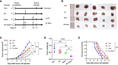 Plasmodium immunotherapy combined with gemcitabine has a synergistic inhibitory effect on tumor growth and metastasis in murine Lewis lung cancer models